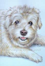 Portrait de Lucky reprsent au crayon de couleur